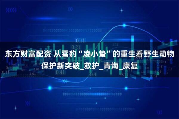 东方财富配资 从雪豹“凌小蛰”的重生看野生动物保护新突破_救护_青海_康复