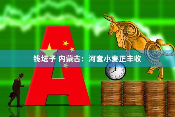 钱坛子 内蒙古：河套小麦正丰收